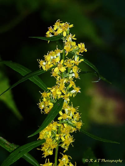 {Solidago curtisii}